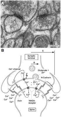 Modeling of Zinc Dynamics in the Synaptic Cleft: Implications for Cadherin Mediated Adhesion and Synaptic Plasticity